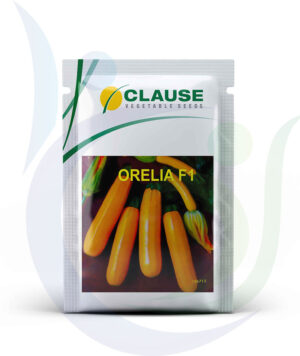 Clause Squash Orellia