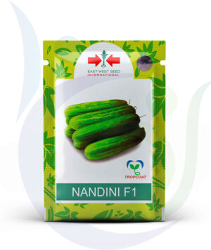 East West Cucumber Nandini