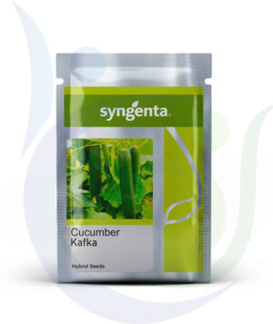 Syngenta Seeds Cucumber Kafka Hybrid