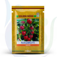 Virgo-Golden-Seeds-Nagmoti-F1-Hybrid-800X948.jpg