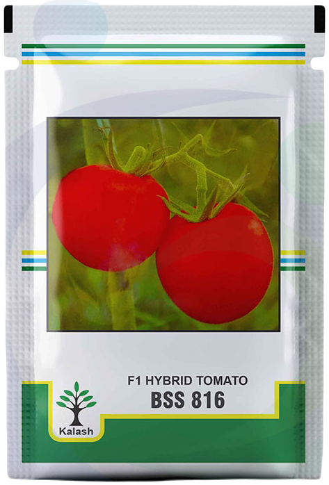 Tomato 816